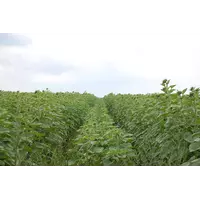 Семена подсолнечника Жалон 2016 (стандарт)